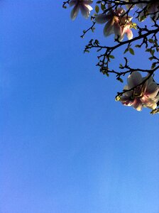 Bloom flowers blossom