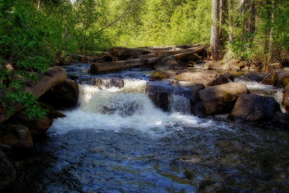 Forest nature british columbia