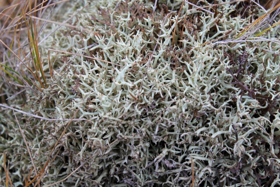 Air pollution moss tundra