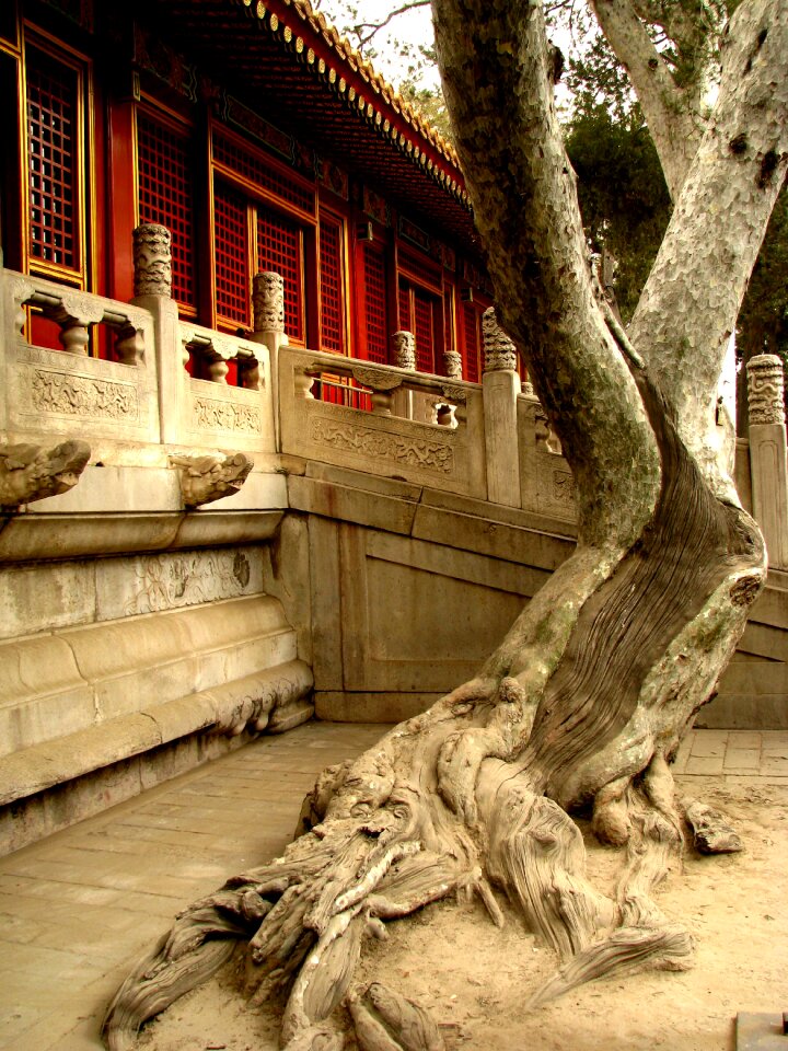 Forbidden city tree