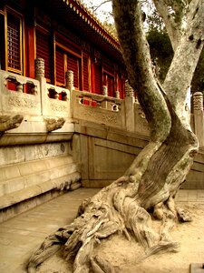 Forbidden city tree photo
