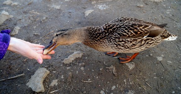 Water bird pond mallard duck photo