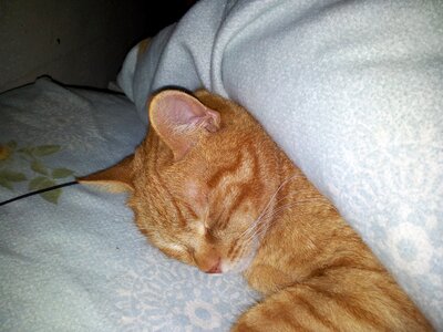 Cat sleeps ginger photo