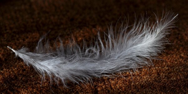 White tender airy