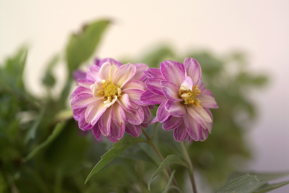 Natural blossom bloom