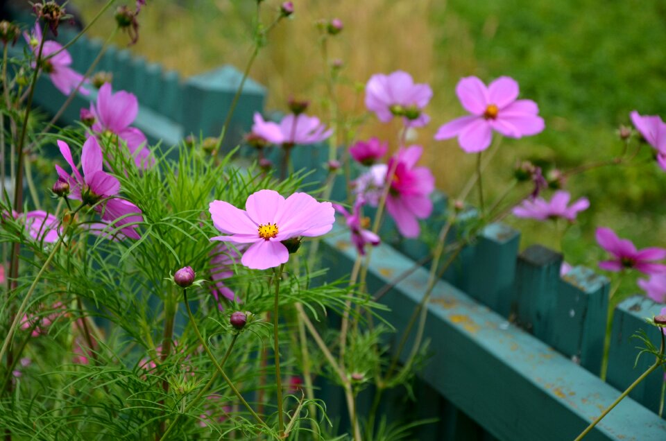 Pink flowers composites