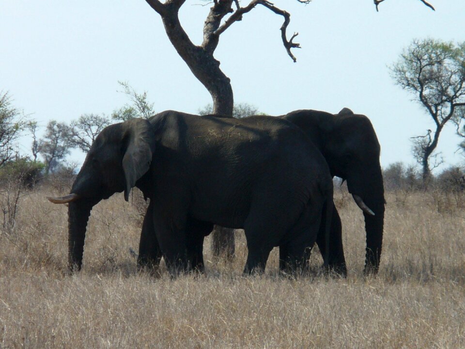 Kruger park elephant holiday