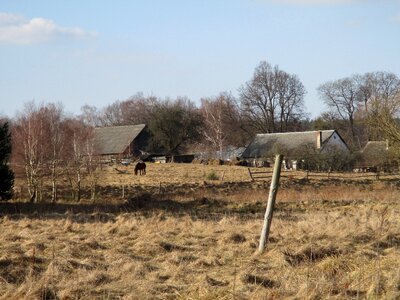 The horse tree field photo