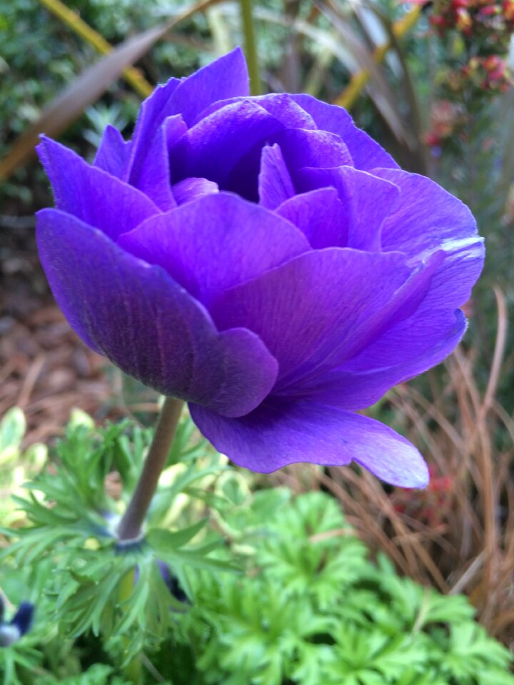 Purple flowers flowers garden
