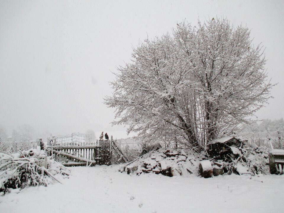 Tree biel landscape