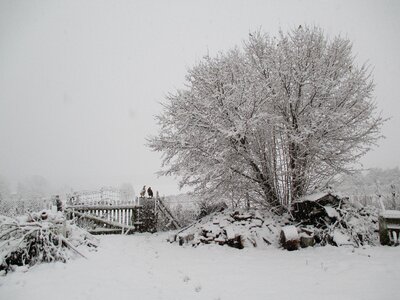 Tree biel landscape photo