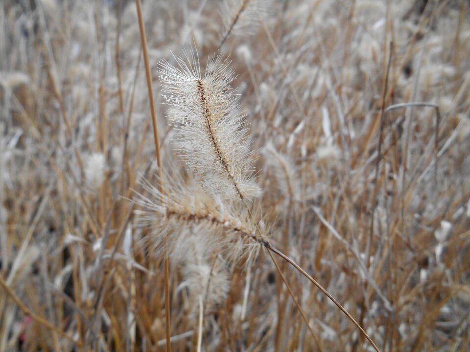 Setaria viridis me poaceae