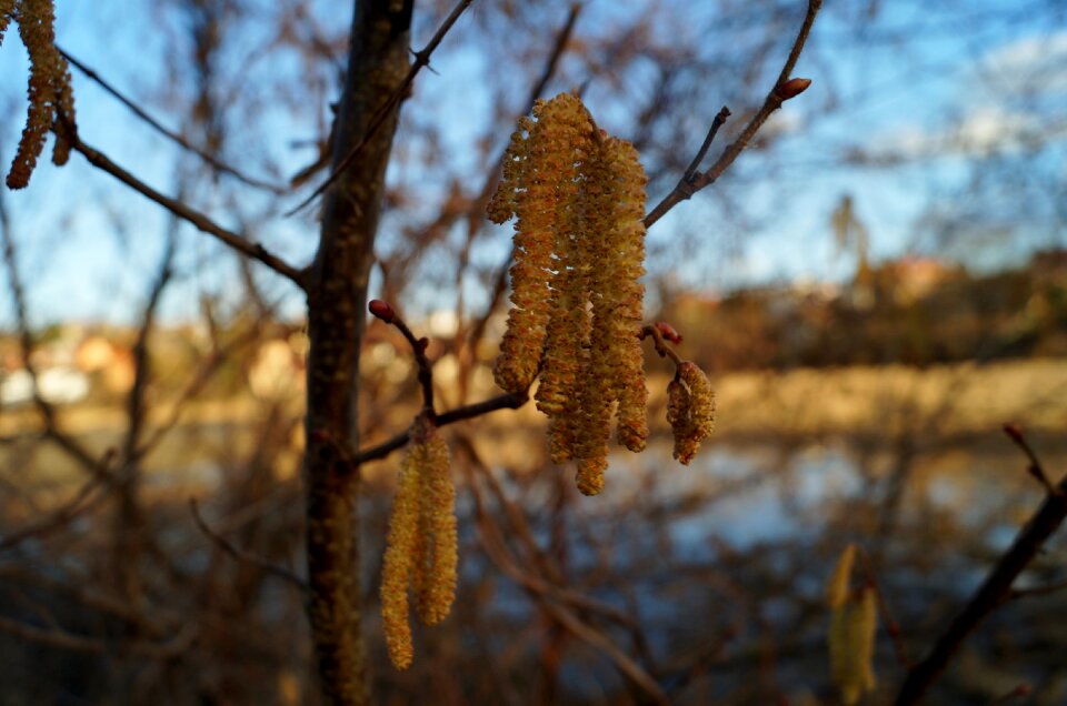 Hazel catkins signs of spring