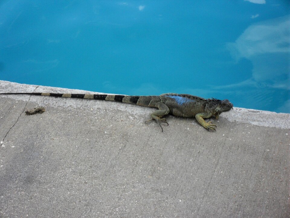 Reptile creature reptilian