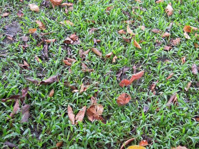The grass leaves quiet