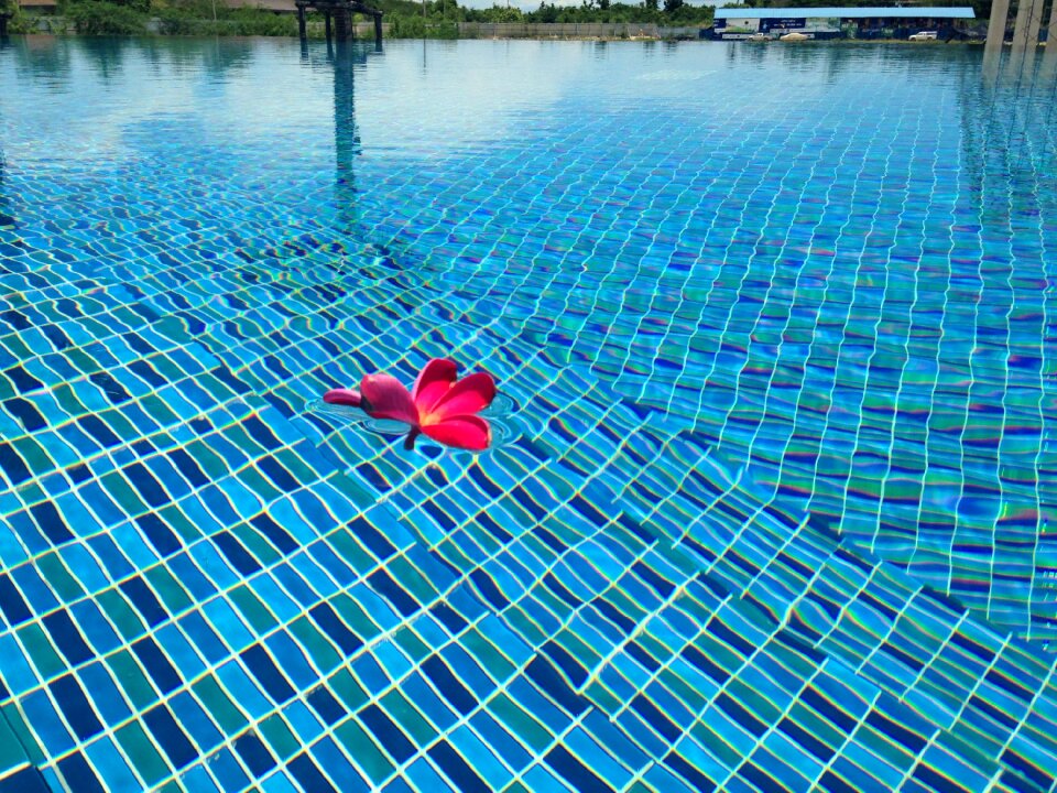 Flowers more information swimming pool