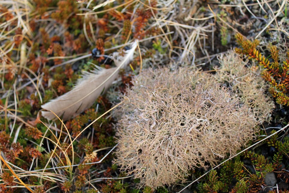 Air pollution moss tundra