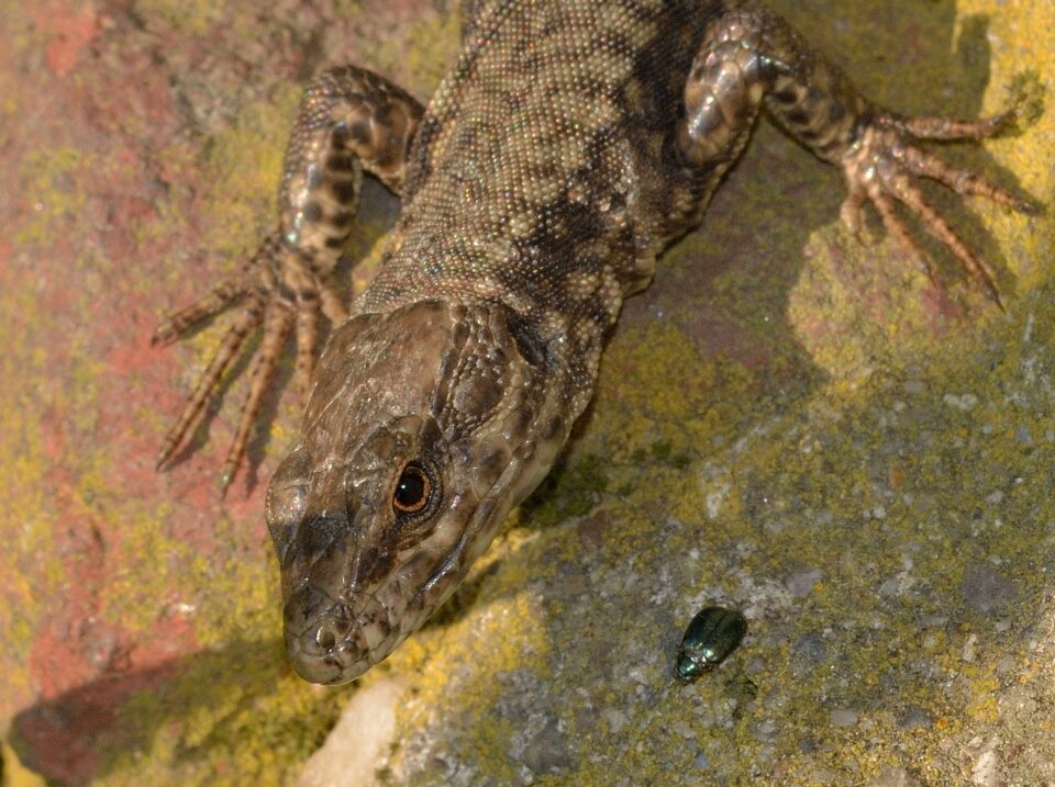 Animals reptiles lizard