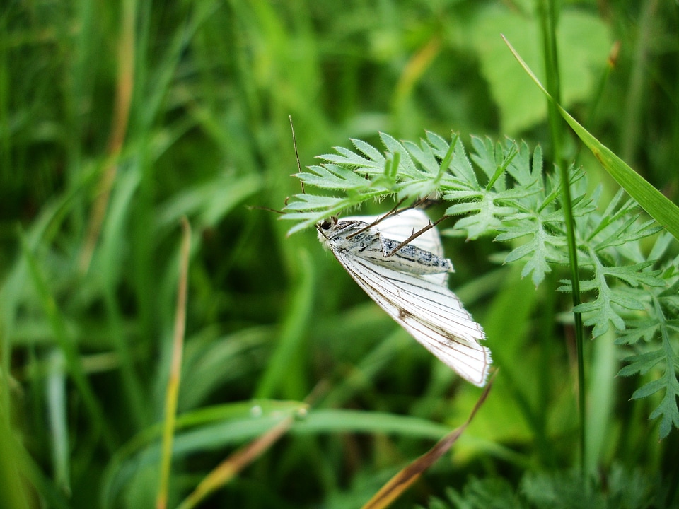 White grass nature