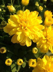 Chrysanthemum festival flowers yellow flower photo