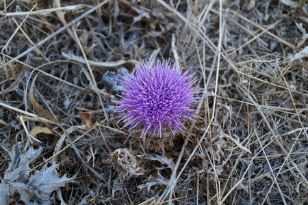 Flower arid wasteland