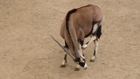 The wild ass antelope animal