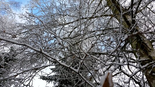 Snow winter branches photo