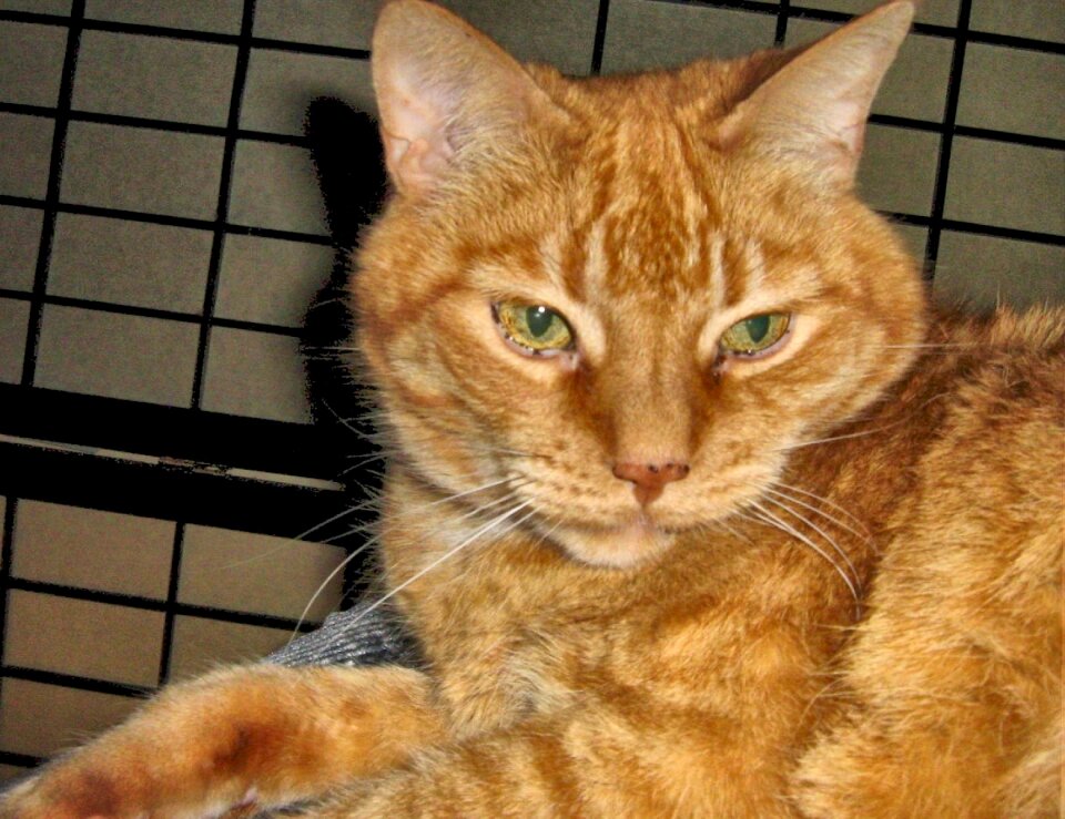 Short haired cat animals