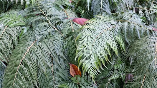 Flora plant foliage