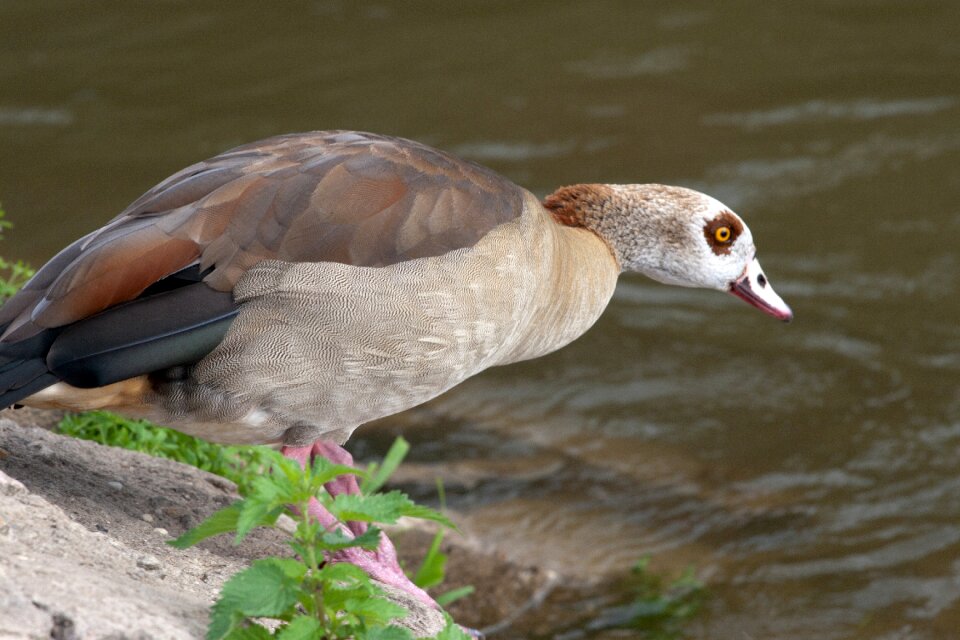 Nilgans widgans river