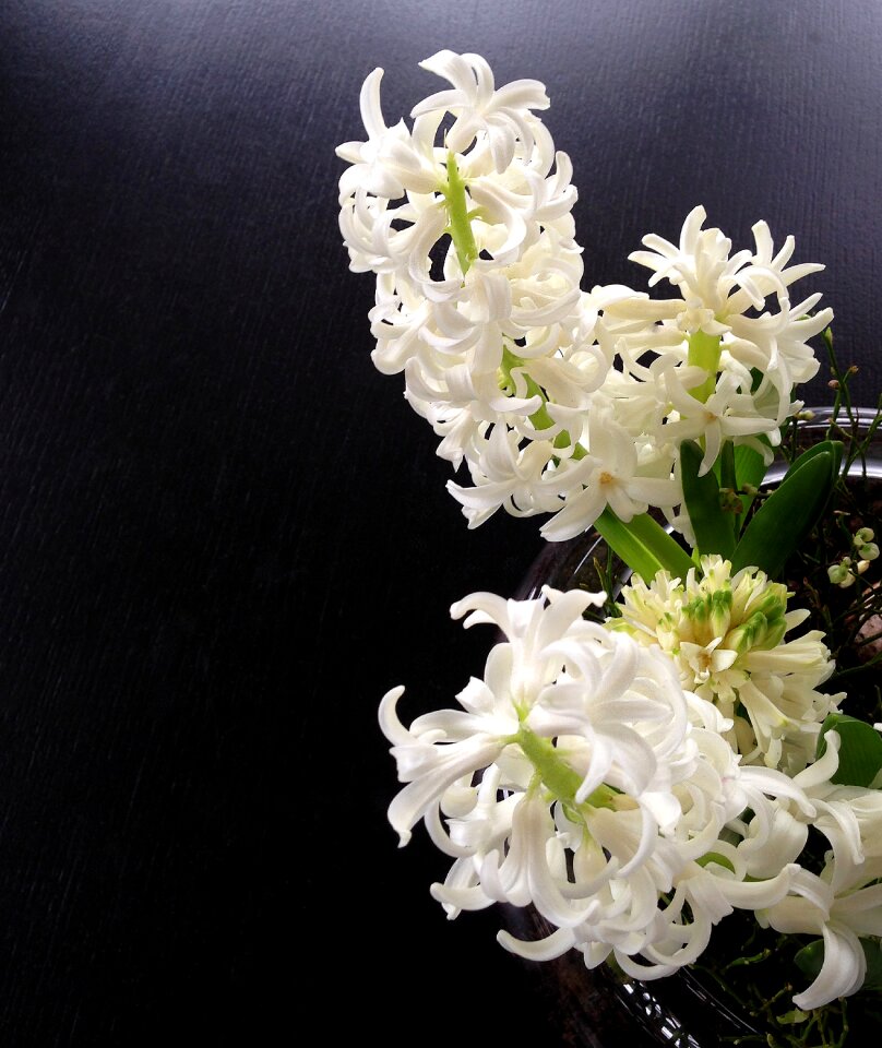 White spring fragrance