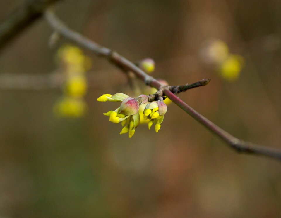 Spring branch flowering