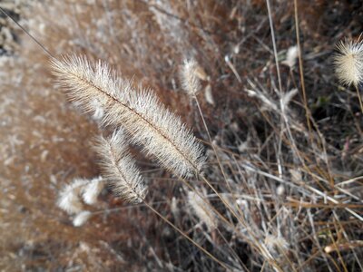 Setaria viridis me poaceae