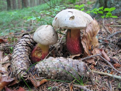 Boletus calopus fungus forest