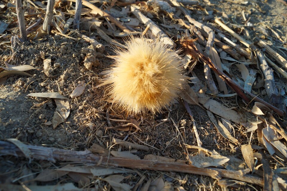 Arid drought spines