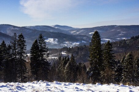 Winter in the mountains tree forest