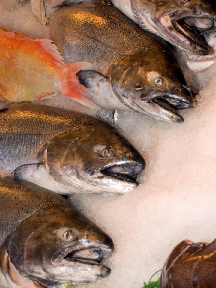 Food fishing fresh