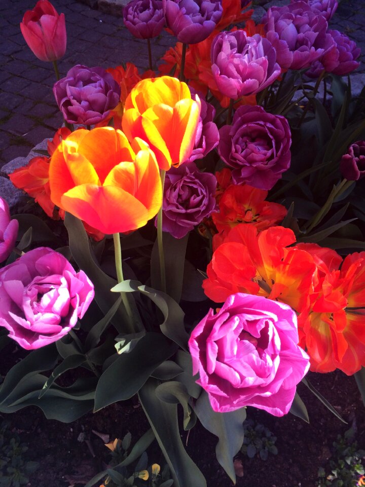 Tulips sunlight colorful