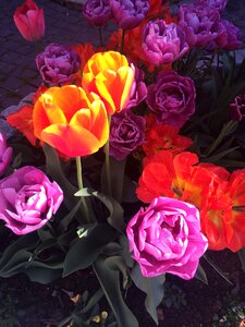 Tulips sunlight colorful