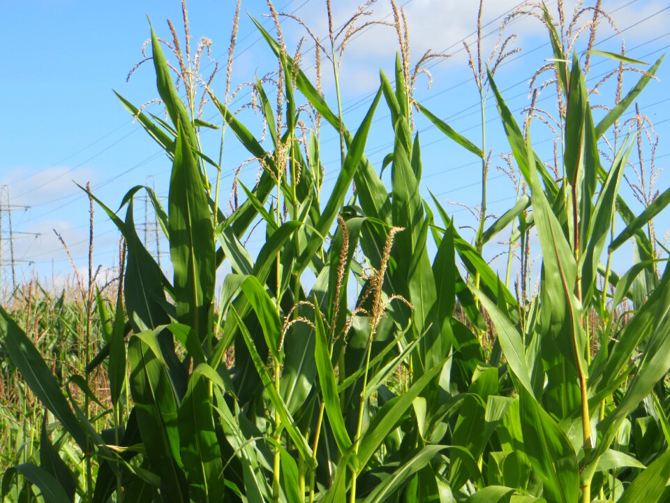 Agricultural organic crop