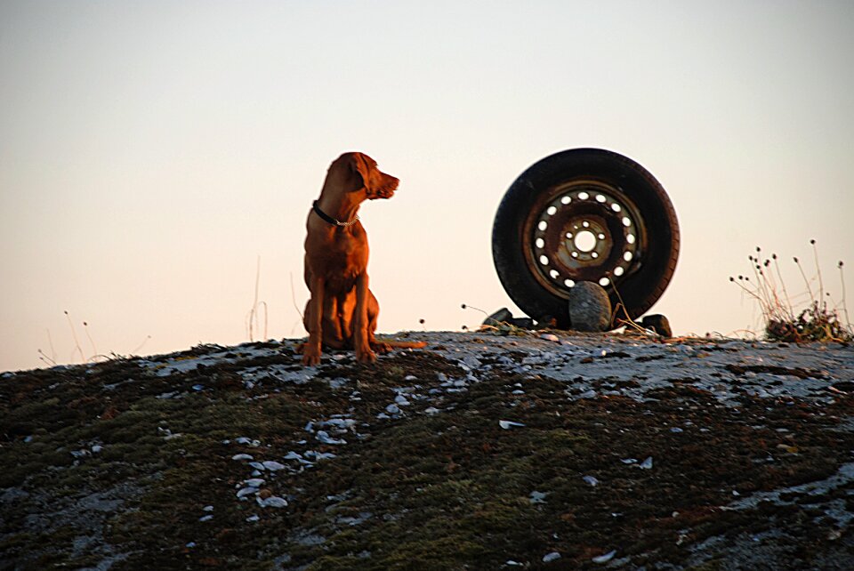 Hungarian viszla the archipelago tires