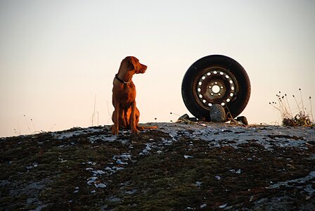Hungarian viszla the archipelago tires