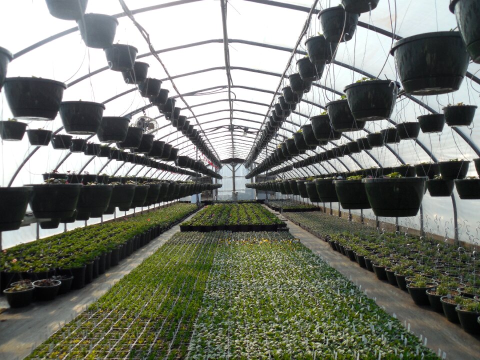 Gardening growing organic