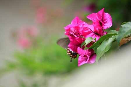 Insect pink flower photo
