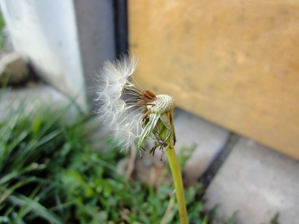 Dandelions plants nature