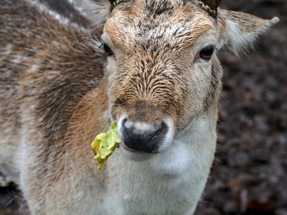 Wild fallow deer nature