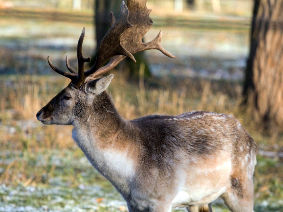 Wild fallow deer red deer