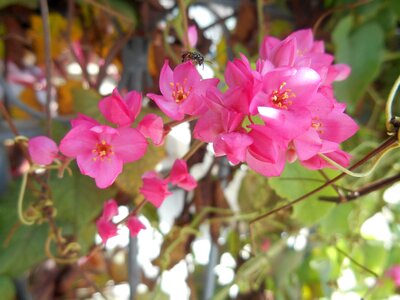 Flowers nature rosa photo