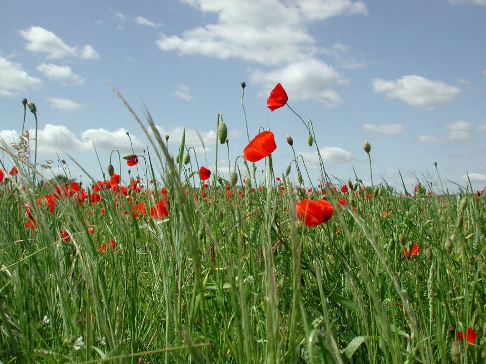 Flowers field of poppies wheat