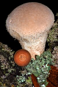 Bovist macro umbrinum